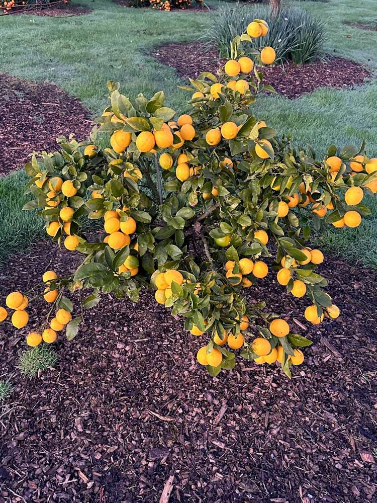 64 Hawthorne Lane Kingseat_35