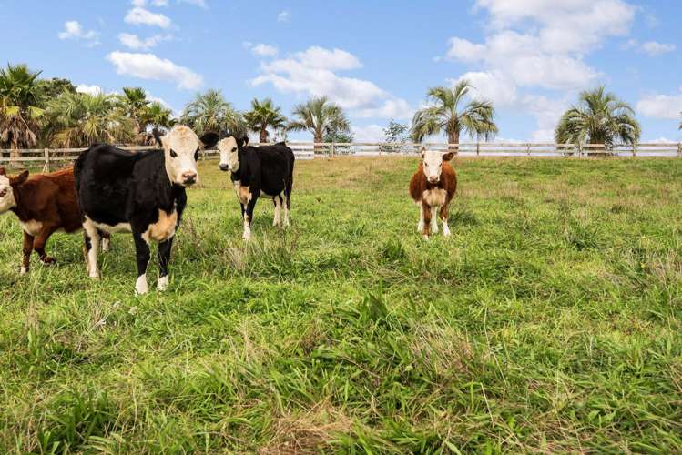 143b Kohanga Road Te Kohanga_15