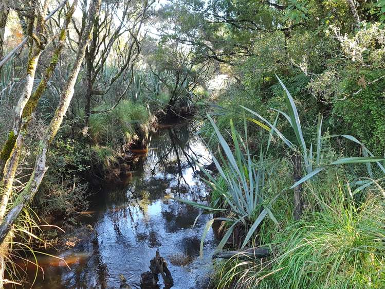 459 Utopia Road Westport_23