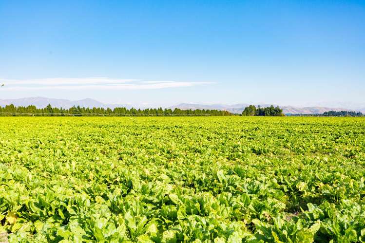 2247 Tinwald Westerfield Mayfield Road Ashburton_6