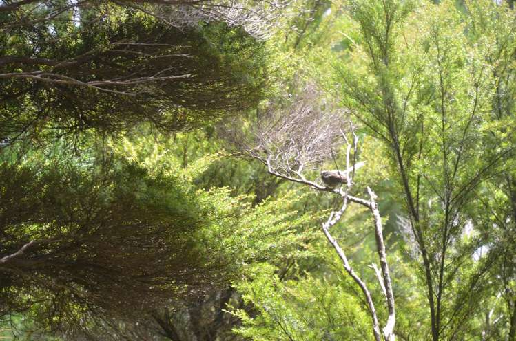 638 Whangaruru North Road Russell Surrounds_13