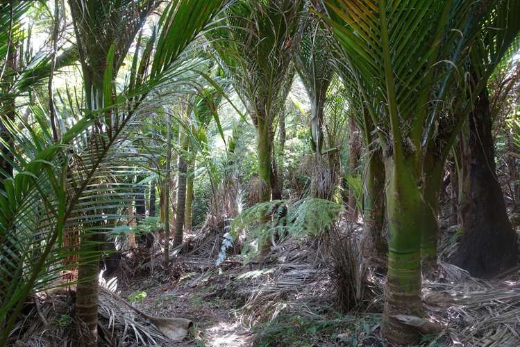 48 Tairua Heights Tairua_11