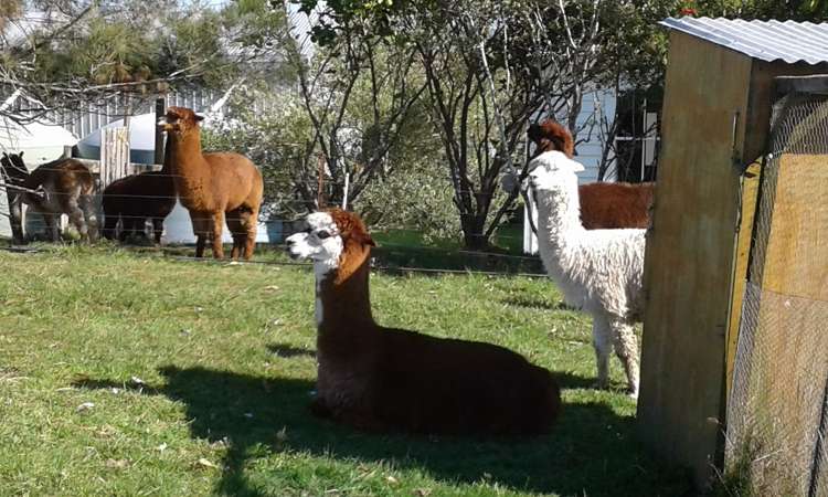 2203 Ararua Road Matakohe_15