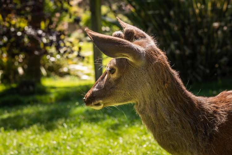 70 Hunter Road Speargrass Flat_15