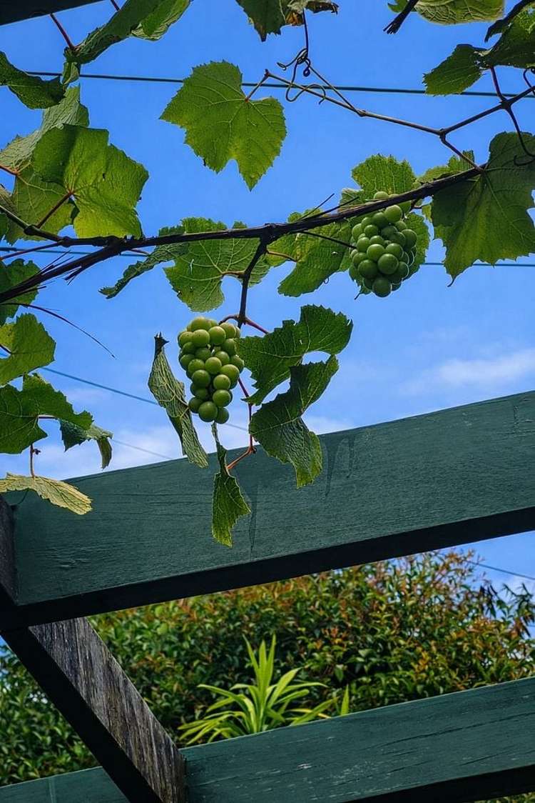 13 Target Road Totara Vale_9