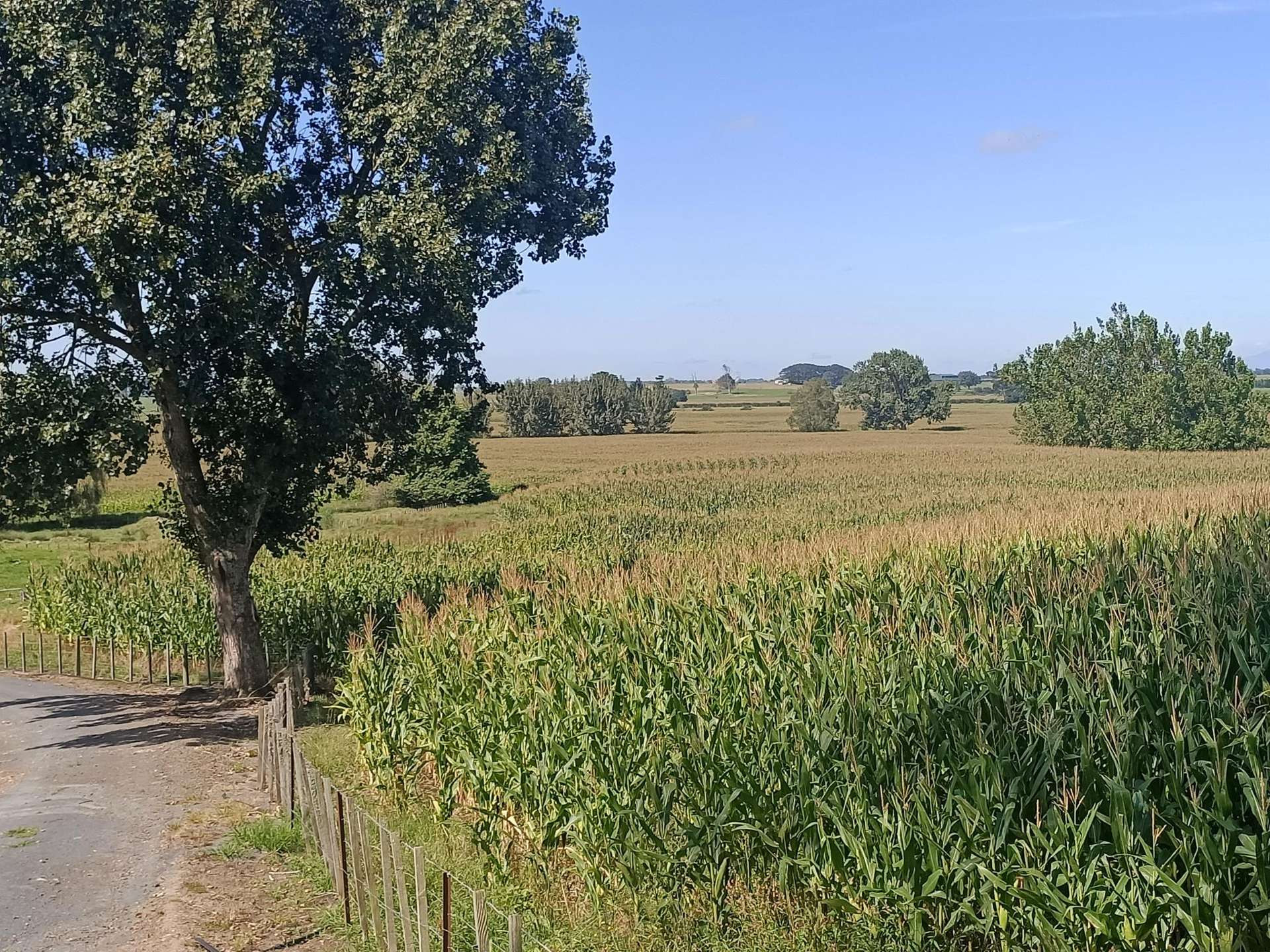 863 Tauhei Road Morrinsville_0