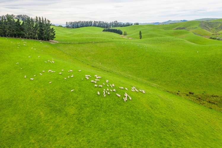 47 Hurunui Mouth Road Domett_5