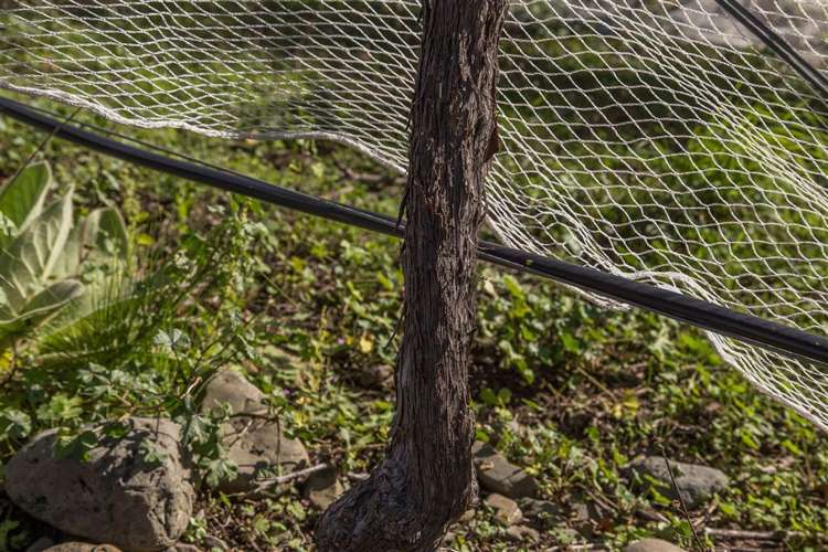 73 Mackenzies Road Waipara_12