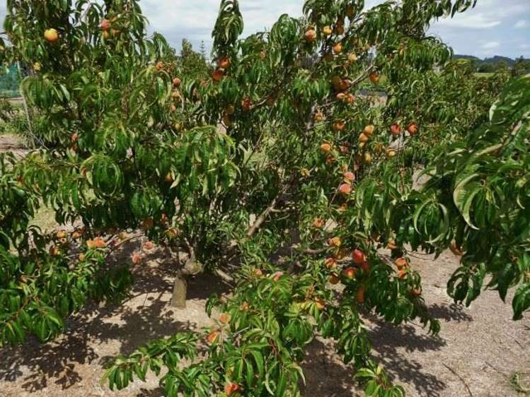 165a State Highway 1 Awanui_1