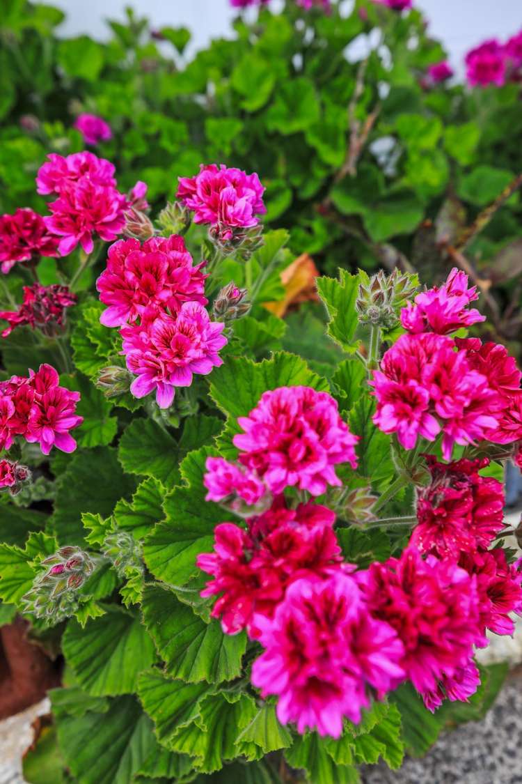 106 Waikiekie Road Thames-coromandel_6