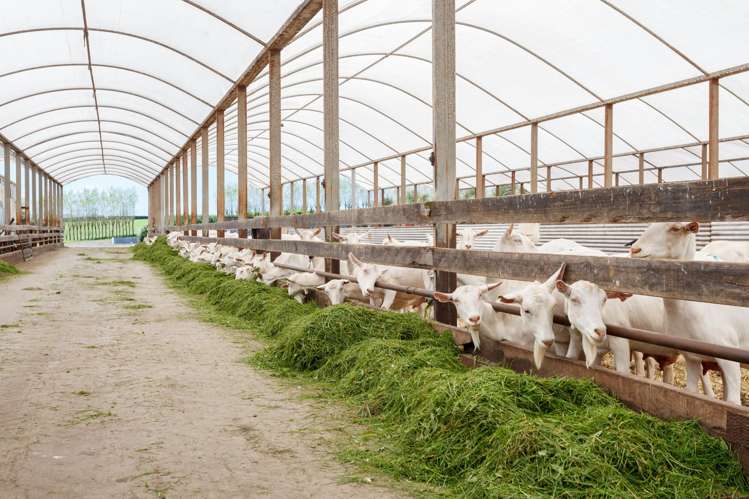 263 Paratu Road, Walton Matamata_24