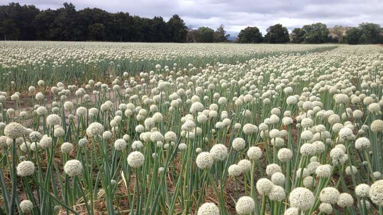 429 Riverside Road Martinborough_14