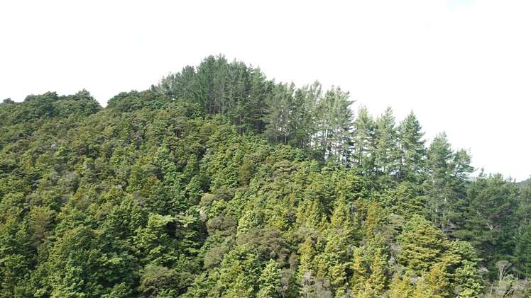 Mata Road Kohukohu_4