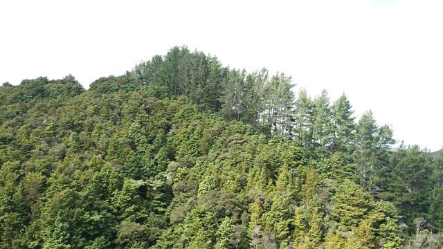 Mata Road Kohukohu_4