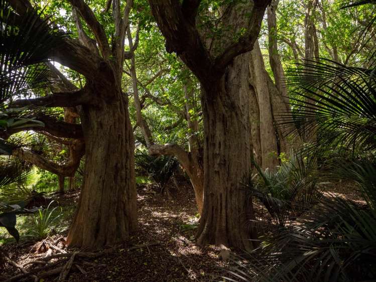 153 Showground Road Waimate North_38