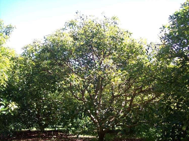 52 Wolseley Road Hauraki Surrounds_20