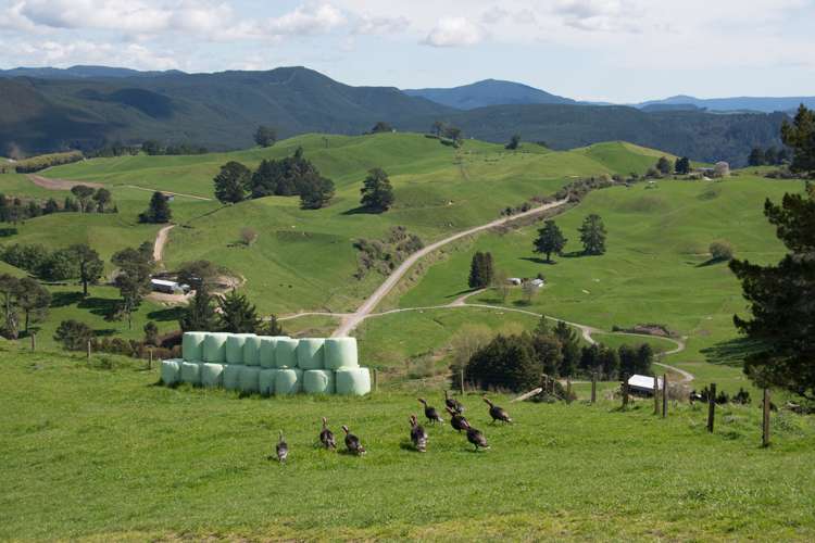 44 Coates Road Waikite Valley_21