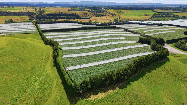 80 Roydon Downs Road Paengaroa_15