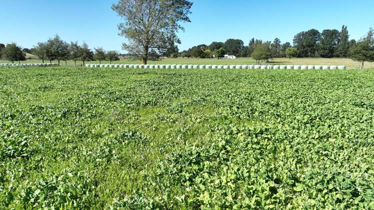 72 Taumata Island Road Taumata Island_7