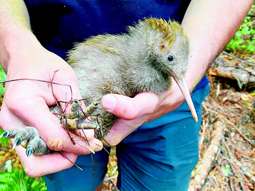 Kiwi population now in good health