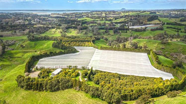 231 Walford Road Aongatete_5