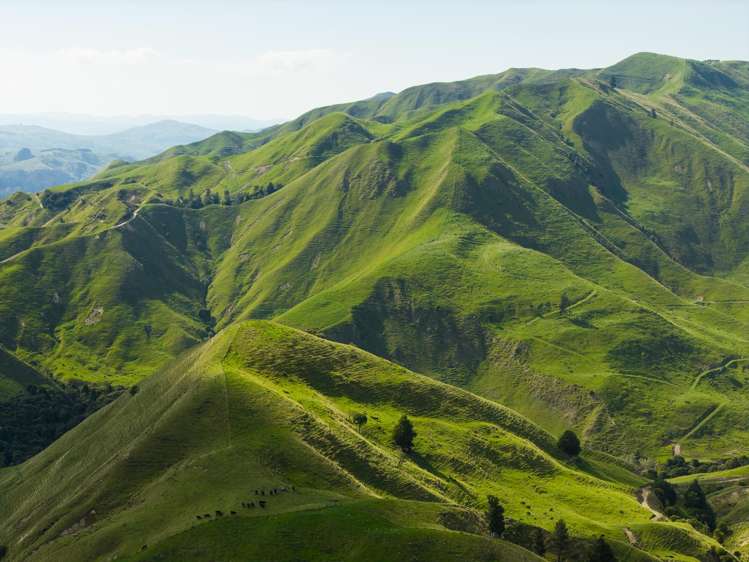 Matawai Station, 772 Oliver Road Matawai_10