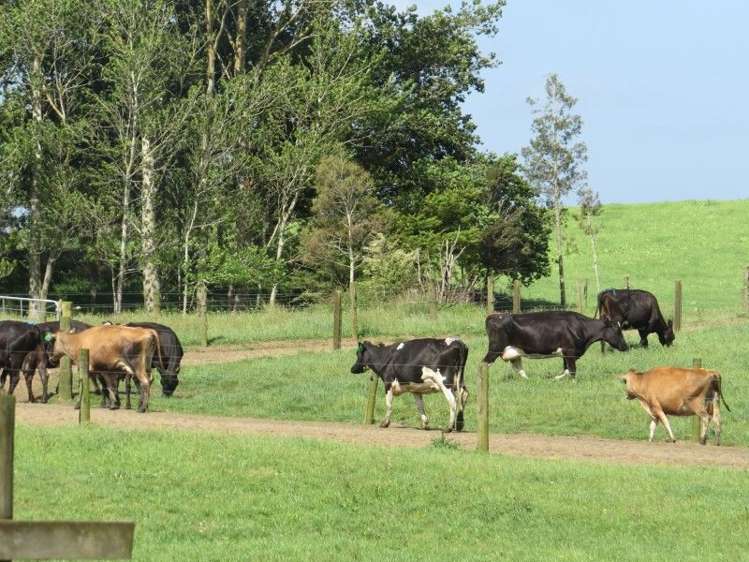 114 Pukekapia Road Ruawaro_3