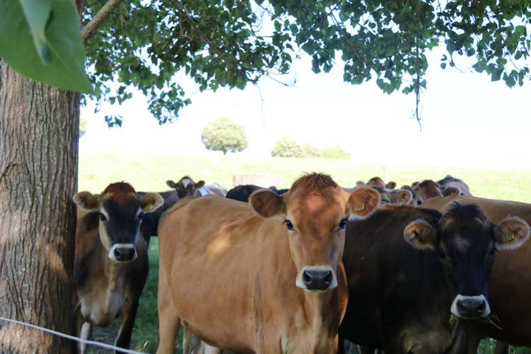 176 Morrison Road Arapohue_11