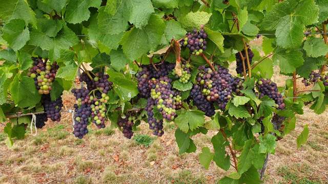 351 Maori Point Road Tarras_1