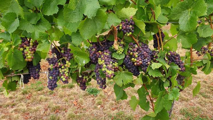 351 Maori Point Road Tarras_1