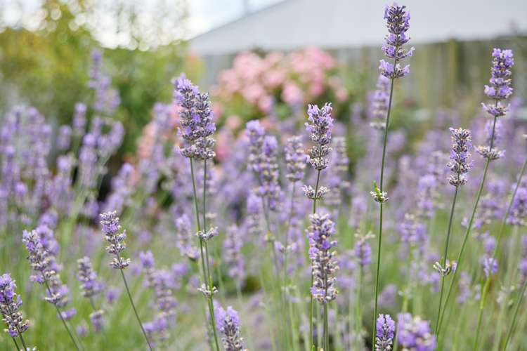 219 Beach Road Kaikoura_10