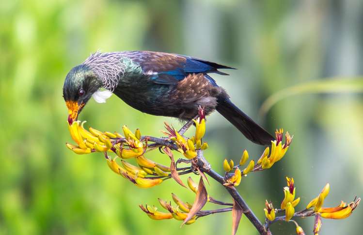 Lot 2 672C Nikau Road, RD1 Westport_12