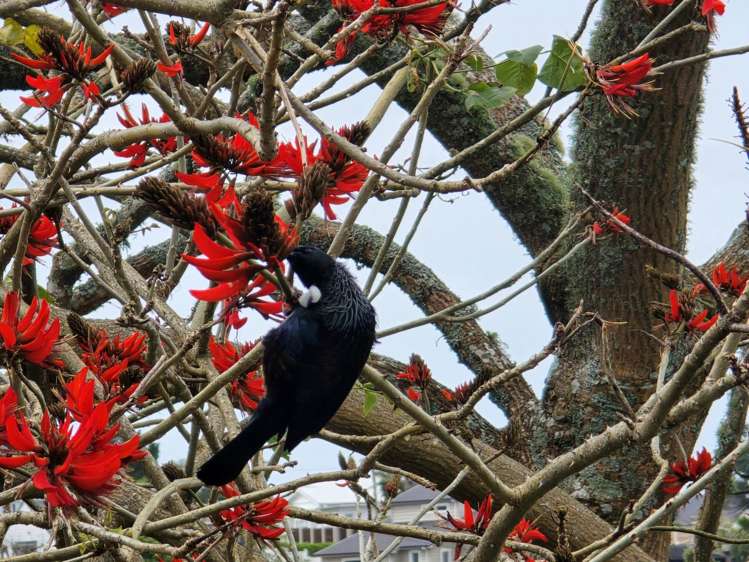 42 Rawene Road Birkenhead_17