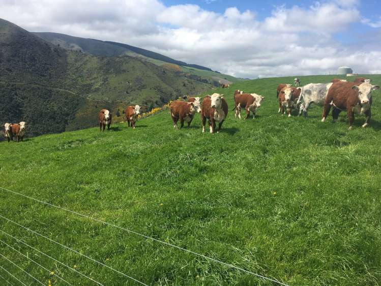 1537 Geraldine-Fairlie Highway_1