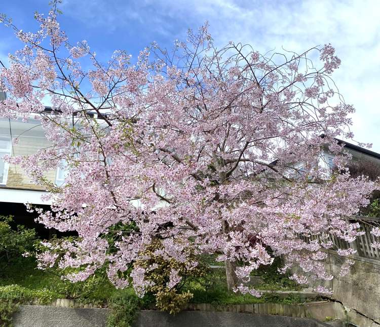 5 Kellsmere Crescent Island Bay_18