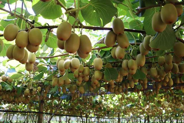 Invest now into 4.29ha of SunGold Kiwifruit