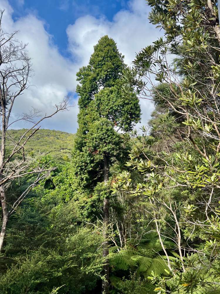 27 Te Tuhi Road Raglan_47