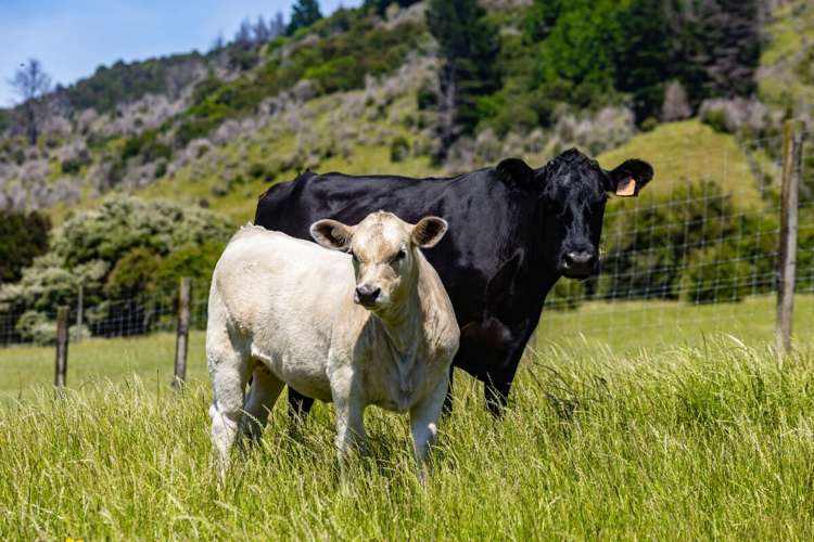 69 Titirangi Road Kenepuru Sounds_2