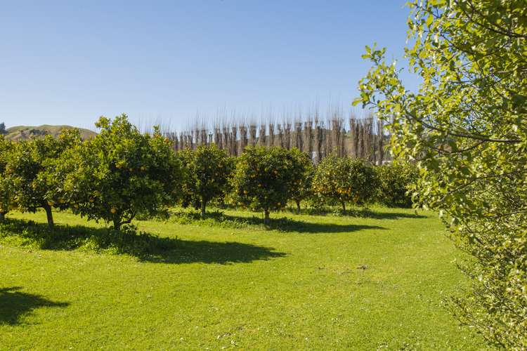 1286 Matawai Road Ormond_3