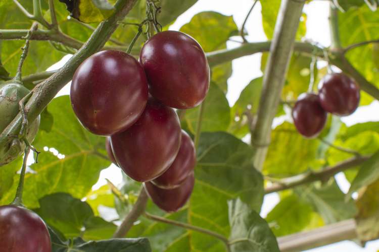 226 No 1 Road Te Puke_17