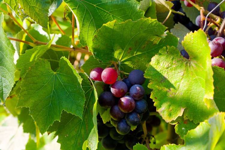 26 Levin Street Cheviot_21