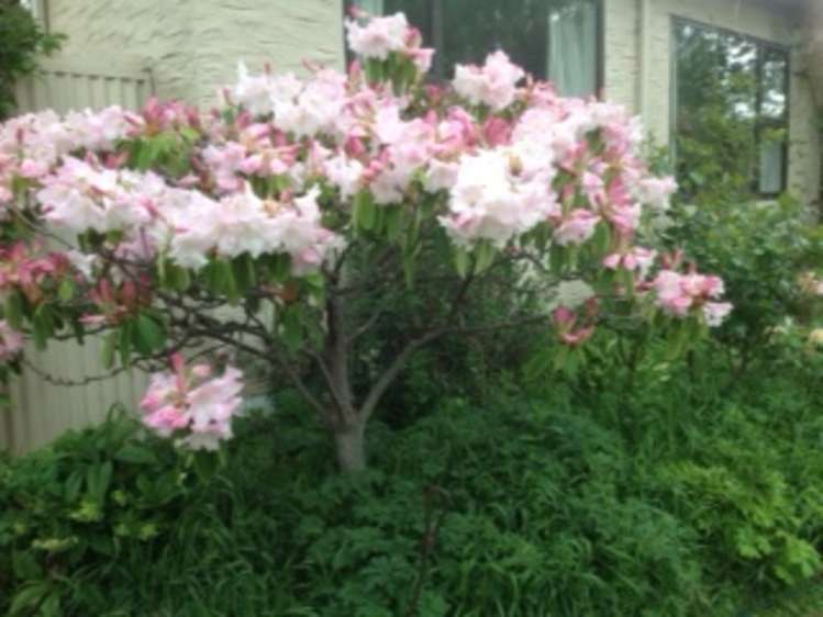 13 Shannon Street Alexandra_20