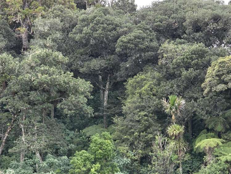 00 Waitaheke Road Ohaeawai_17