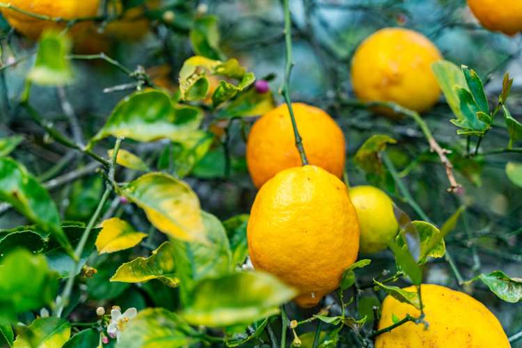 73 Ranganui Road Kaiwaka_61