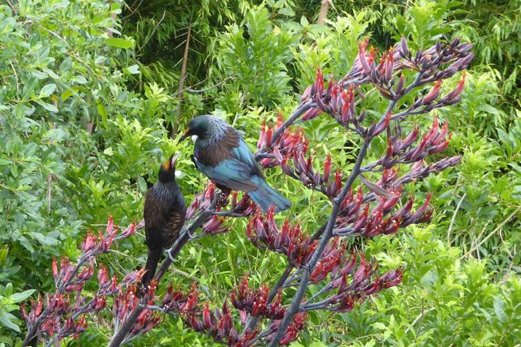 983 Hamurana Road Hamurana_11