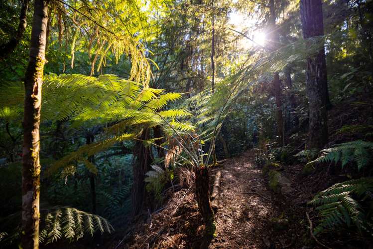 22 Herring Stream Road Motueka Valley_34