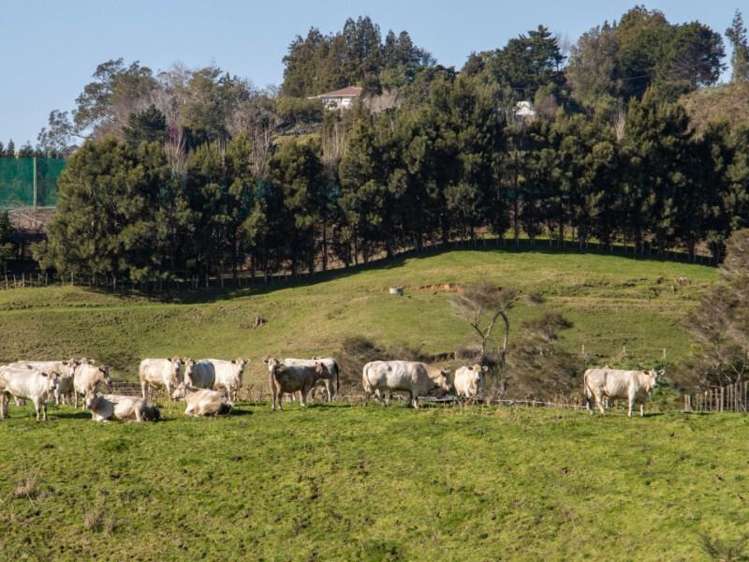 229 Walford Road Katikati_14