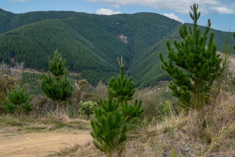 266 Wairoa Gorge Road Brightwater_23