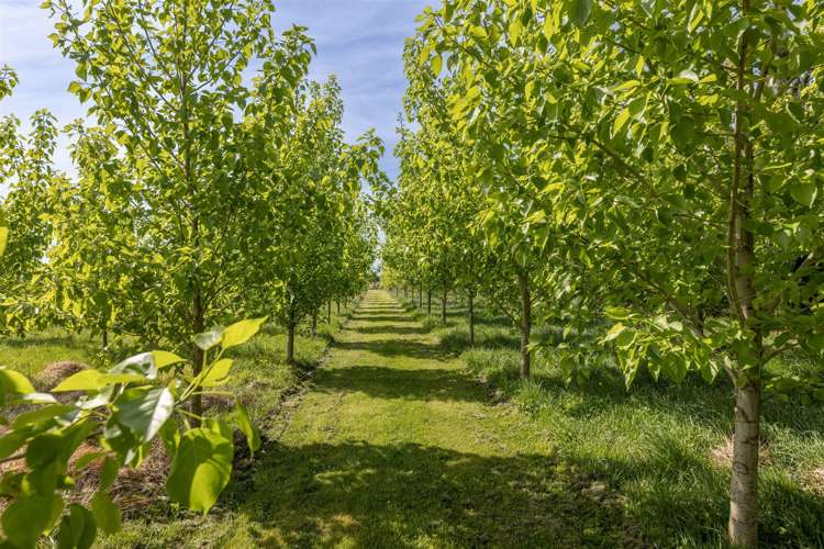 304 Stokes Road Balcairn_32