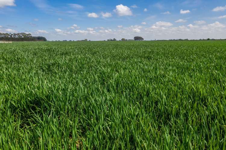 Selwyn Lake Road Leeston_9